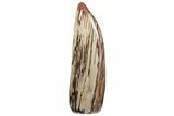 Free-Standing, Polished Petrified Wood - Madagascar #214837-2